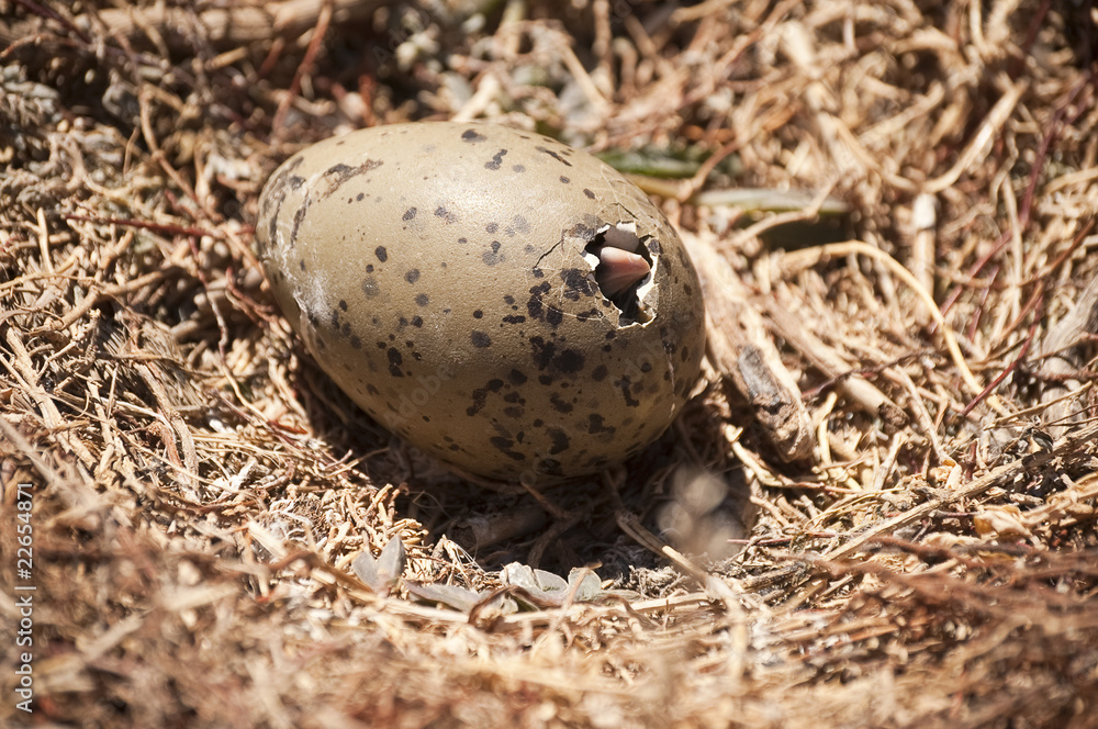 Obraz premium Hatching