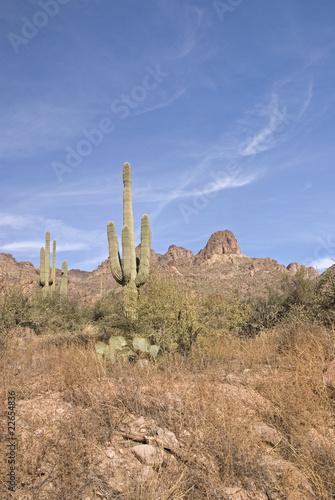 Saguaro cactus on the Apache Trail, Arizona