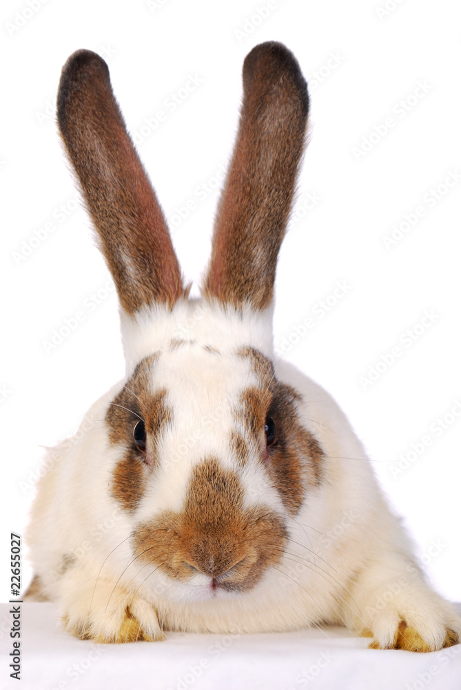 Fototapeta premium One live rabbit on the white