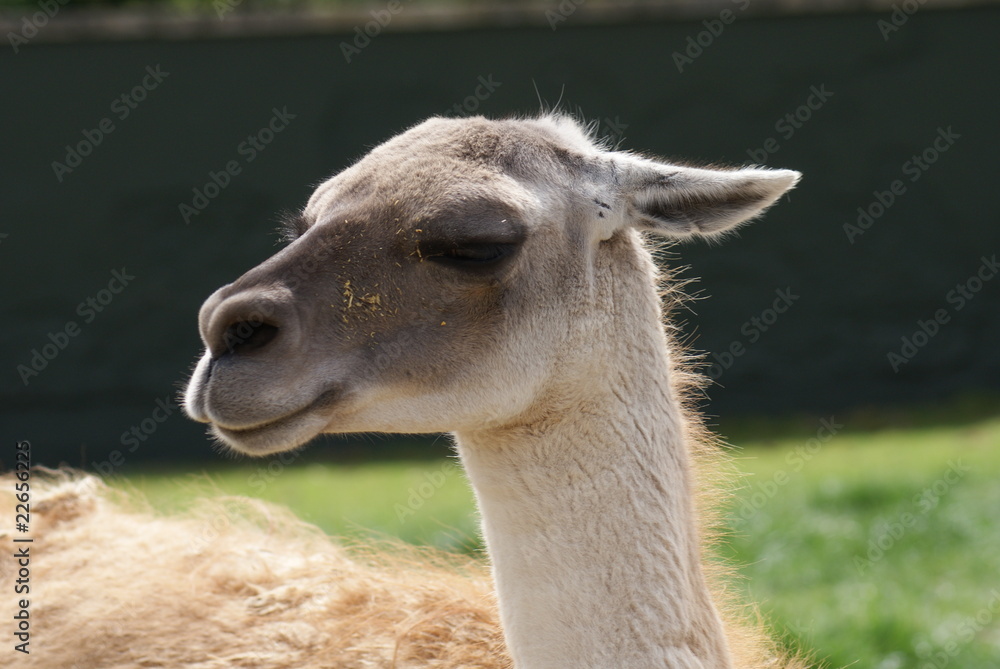 Obraz premium Guanaco