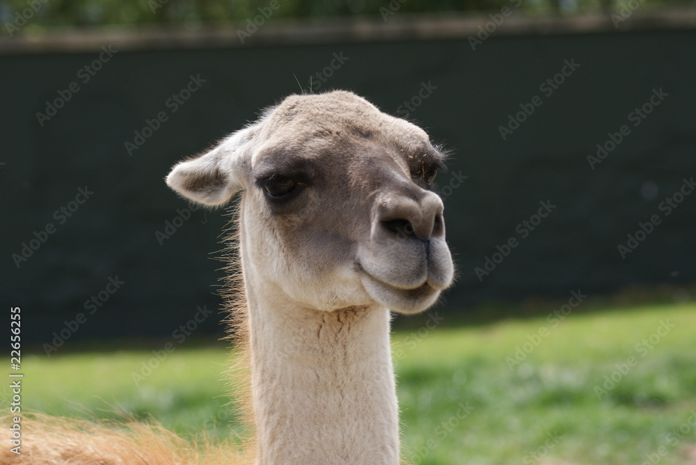 Obraz premium Guanaco