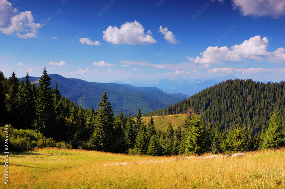 Summer landscape in mountains a sunny day