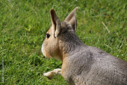 Patagonian Mara photo