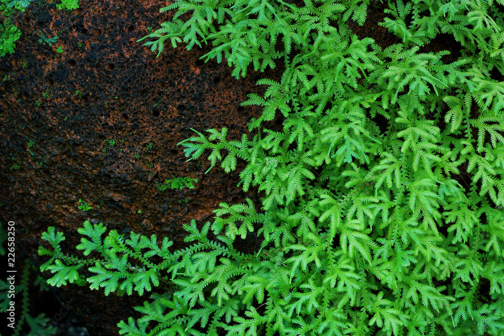 Close-up of Selaginella martensii plant Close-up of Selaginella martensii plant
