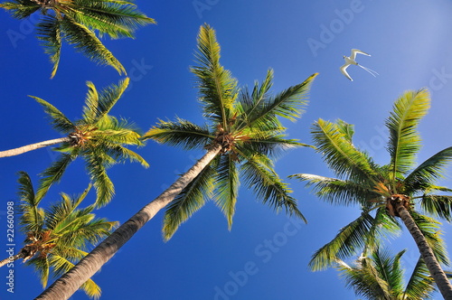 Palmiers avec un paille en queue dans le ciel.