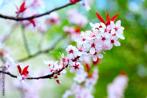 Cherry tree blossoms 2
