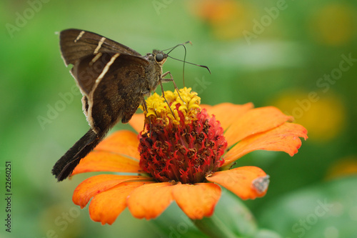 Potrillo skipper - (Cabares potrillo) photo