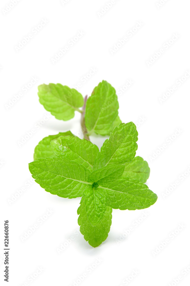 mint mint