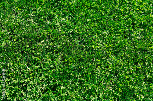 Grass background and texture