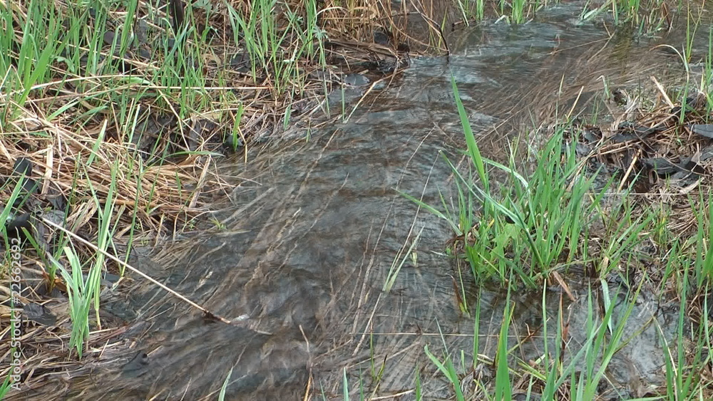 The stream flows in spring grass. The stream flows in spring grass.