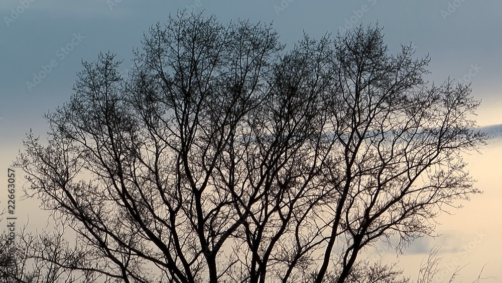 Silhouette of a tree against the evening sky. Silhouette of a tree against the evening sky.