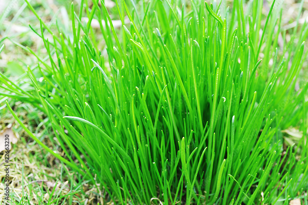 Fototapeta premium Green grass
