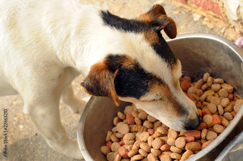 Cuadro en lienzo chien qui mange