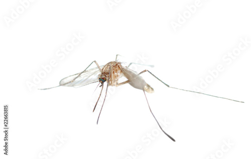Mosquito bug isolated © defun