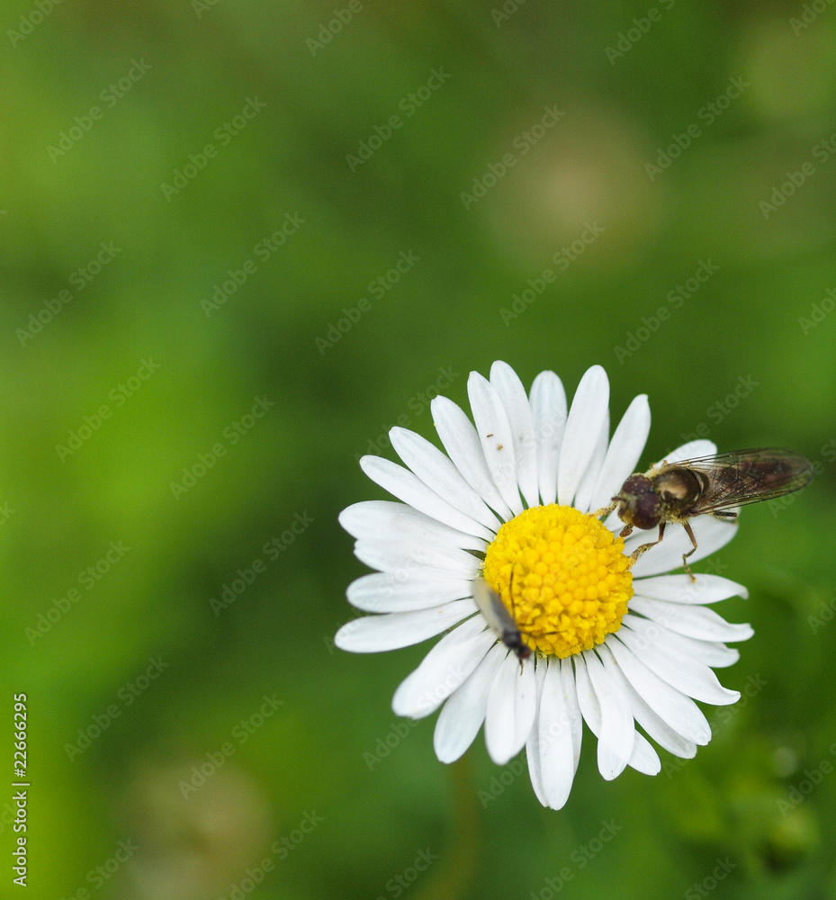 Fliege auf Gänseblümchen Fliege auf Gänseblümchen