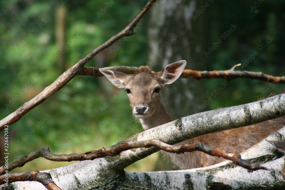 Naklejka premium Reh