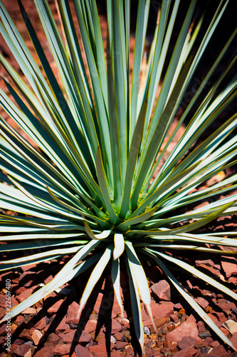 Blue Yucca Cactus
