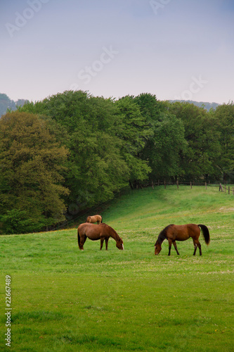 Fototapeta Naklejka Na Ścianę i Meble -  Pferde auf Weide