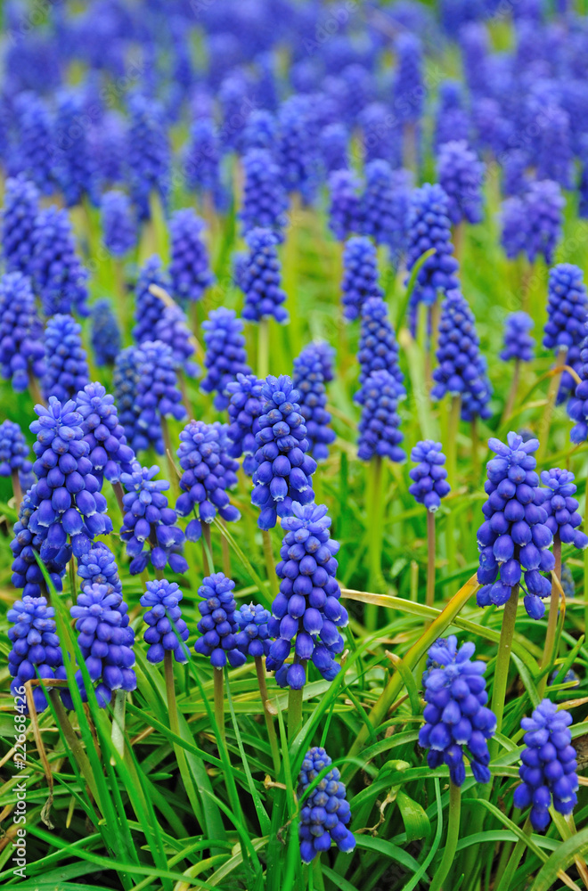 Fototapeta premium Spring flowers meadow in blue color