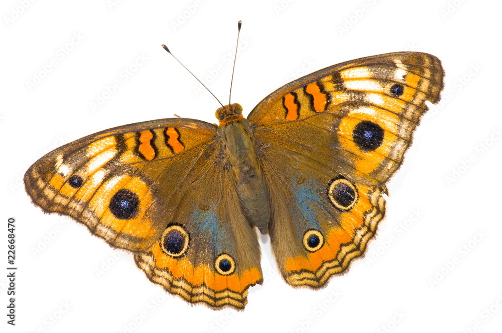 Fototapeta premium Butterfly