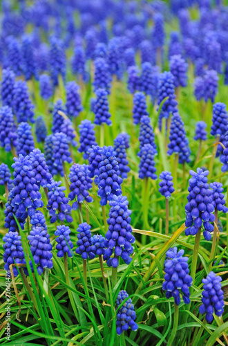 Spring flowers meadow in blue color