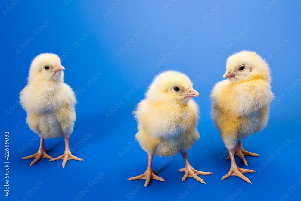 newborn small chicken on blue newborn small chicken on blue
