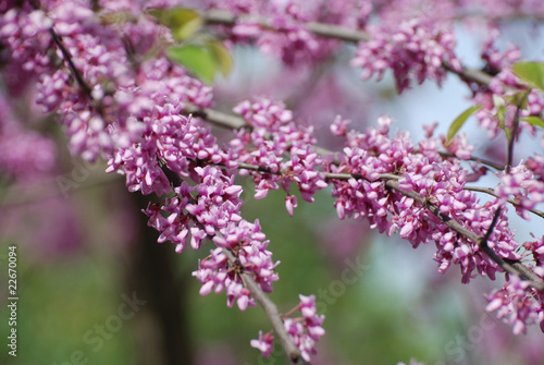 Pink blossom branch