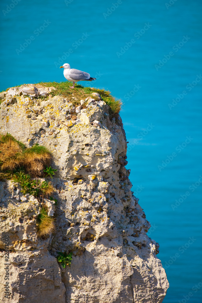 Naklejka premium mouette sur son rocher