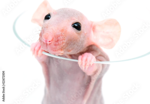 close-up hairless rat