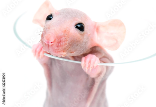 Tableau sur toile close-up hairless rat