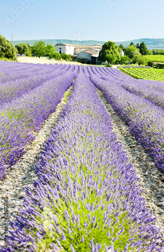 lavender field  Drome Department  Rhone-Alpes  France