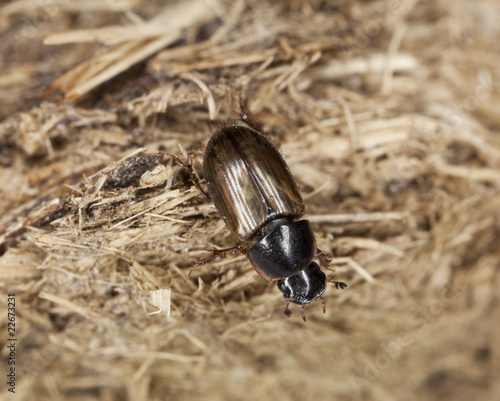Dung beetle (Aphodius prodromus) on dung.