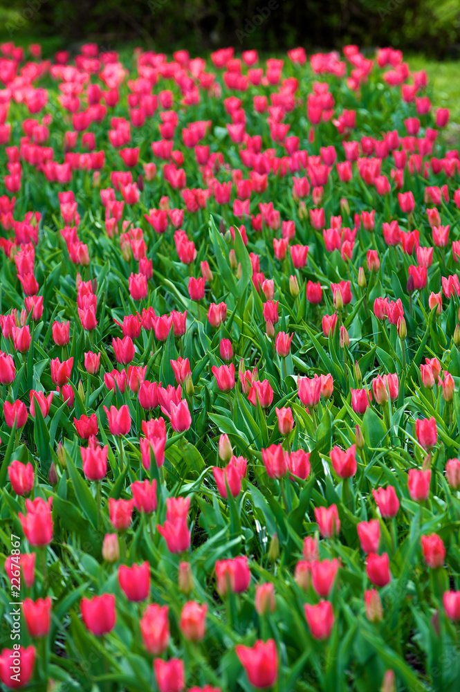 Tulips Tulips