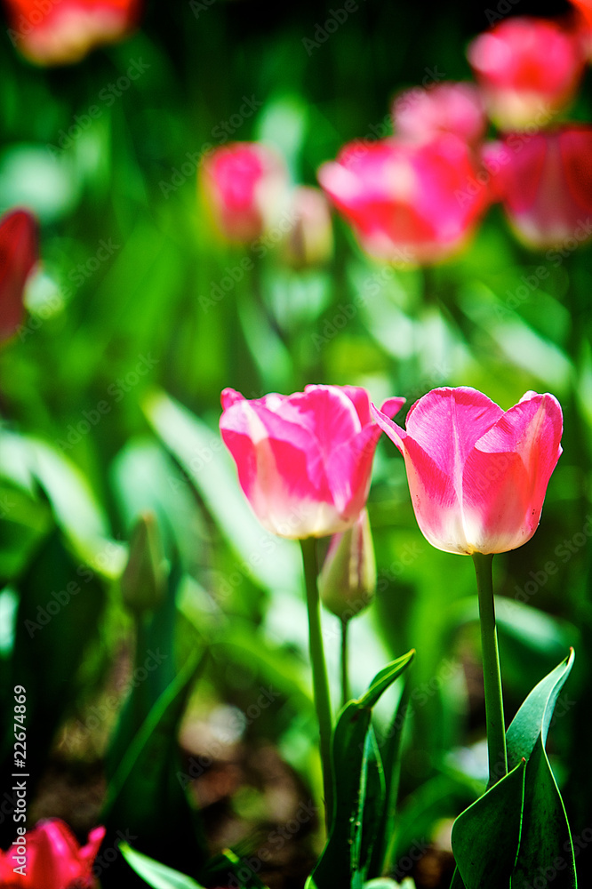 Tulips Tulips