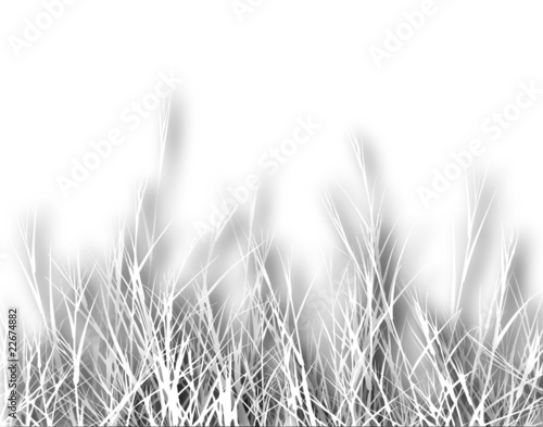 Rough grass