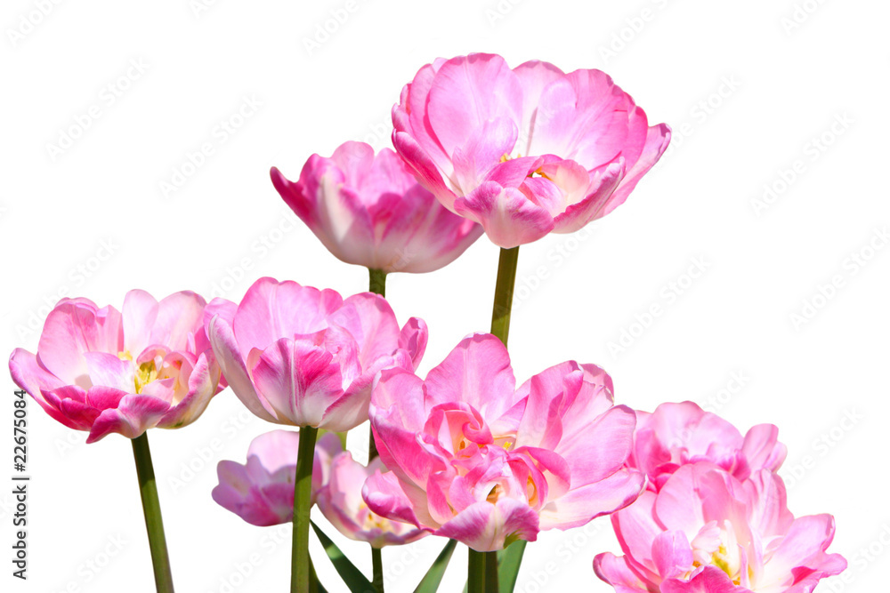 Obraz premium Pink Tulips