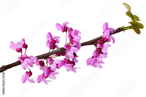 Принти на полотні Redbud