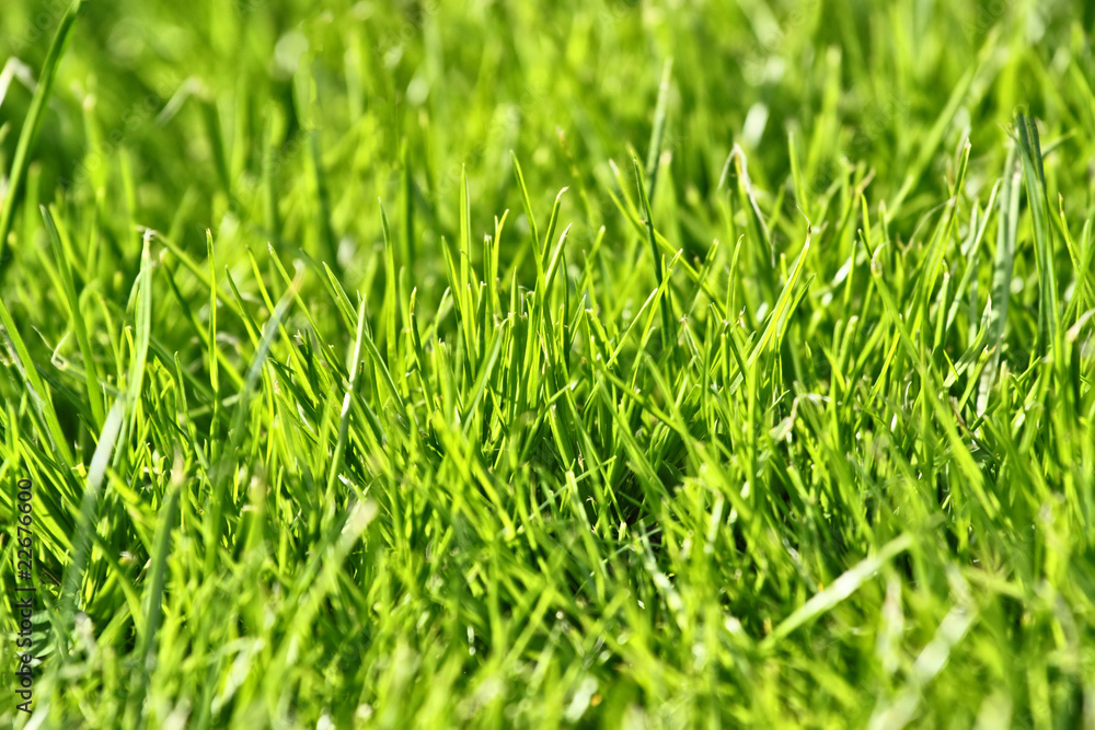 Fototapeta premium photo of nice grass for background