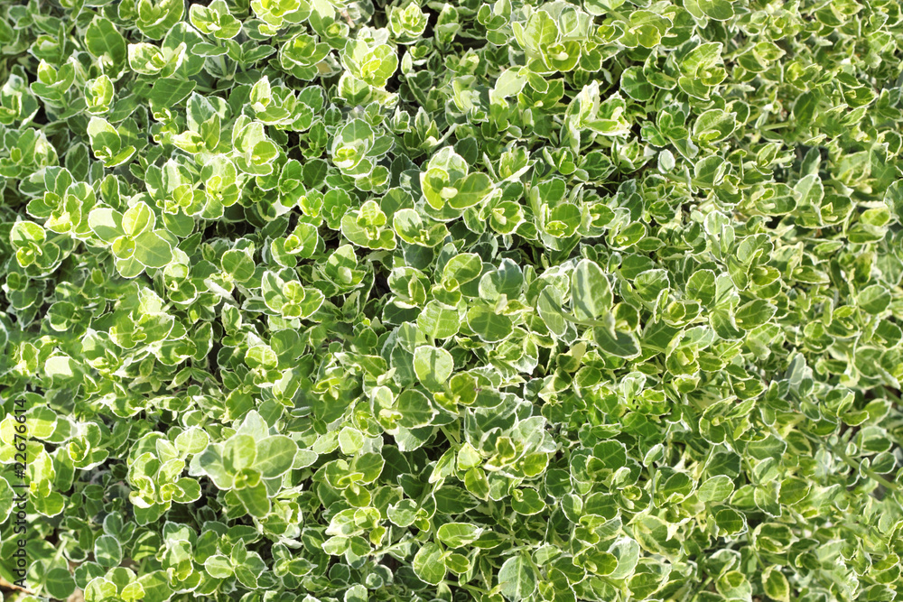 green leaves texture for background use green leaves texture for background use