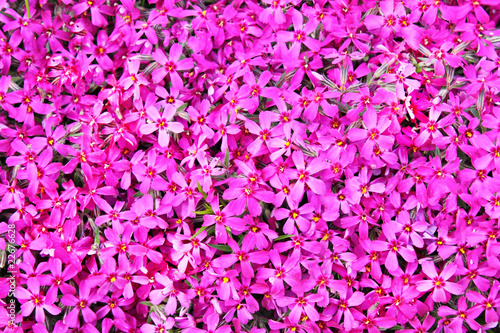 real pink flowers background