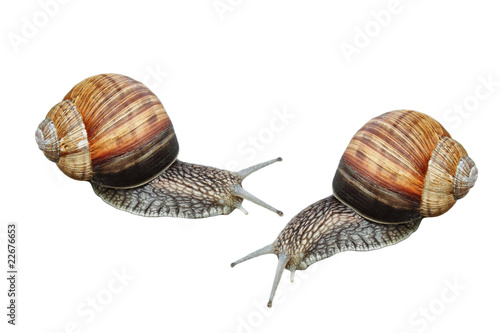 Two garden snails isolated