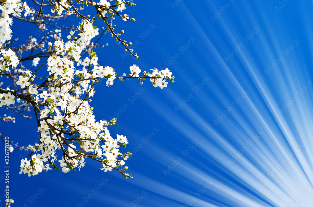 Unusually image of blooming plum. Unusually image of blooming plum.