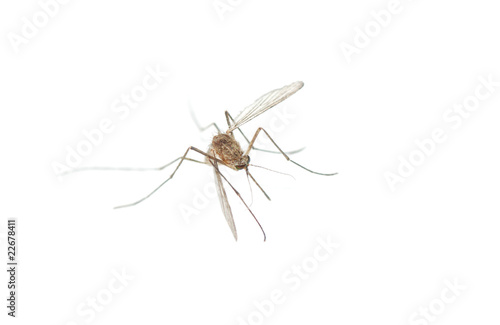 Mosquito bug isolated in white background