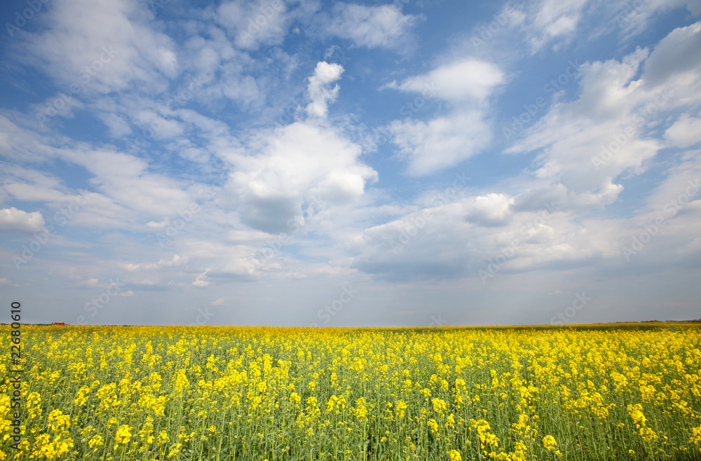 Fototapeta premium Summer field
