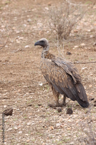 vulture