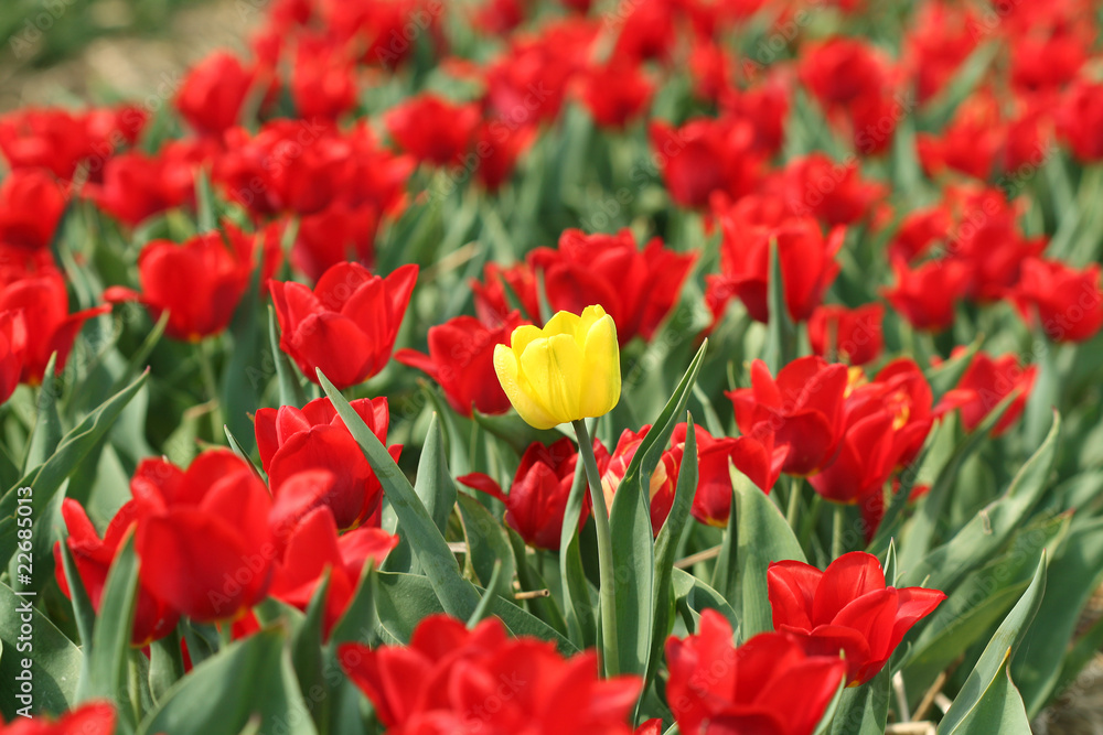 One Yellow Tulip between Red Ones on Field
