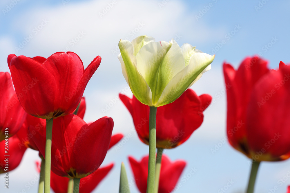 White Tulip Between Red Tulips under Blue Sky White Tulip Between Red Tulips under Blue Sky