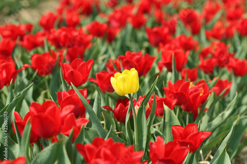 One Yellow Tulip between Red Ones on Field