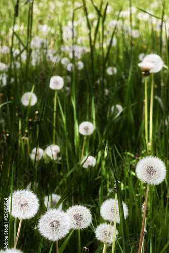 dandelion flowers in grass with blurred background