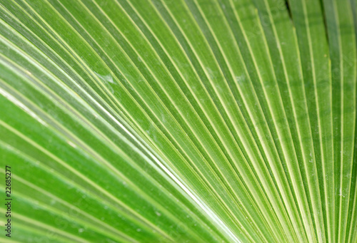 palm leaf © defun